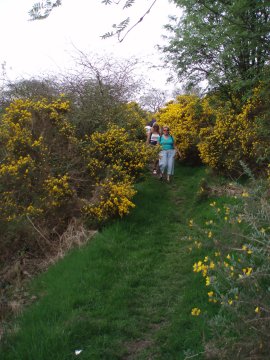Gorse